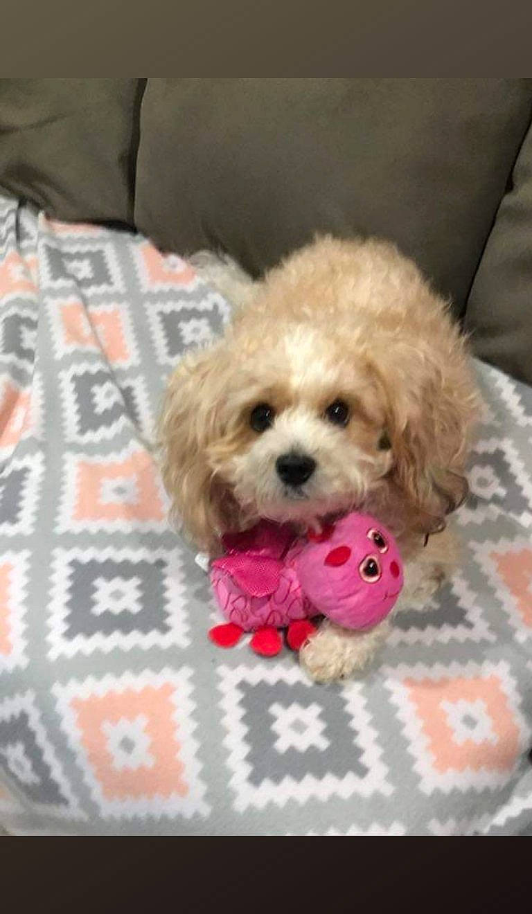 Lola is registered to the contest to win money with this photo: canidae, carnivore, cavachon, cavapoo, cockapoo, companion_dog, dog, dog_breed, maltepoo, mammal, miniature_poodle, pekapoo, poodle, poodle_crossbreed, puppy, schnoodle, shih_poo, shih_tzu, toy_poodle, vertebrate