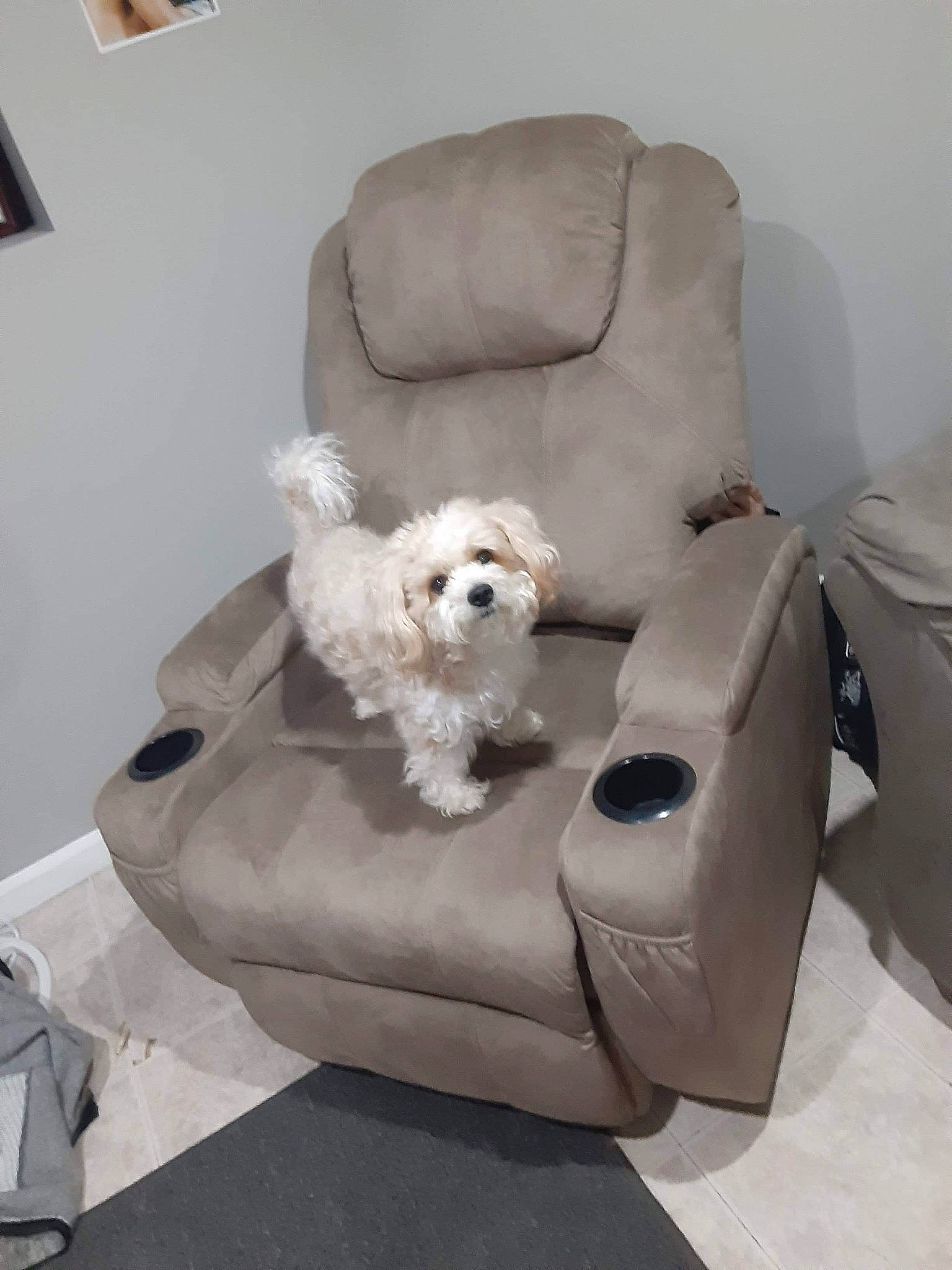 Lola joined the competition — help win amazing prizes! bichon, canidae, carnivore, cavachon, chair, cockapoo, comfort, companion_dog, couch, dog, dog_breed, furniture, havanese, maltese, non_sporting_group, puppy, room, schnoodle, slipcover, toy_dog