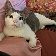 Ash is registered to the contest to win money with this photo: cat, gray_and_white, pet, indoor, cushion, pink, sofa, relaxed, wide_eyes, curious, whiskers, feline, paw, tail, closeup, domestic_animal, cozy, resting, portrait, cute