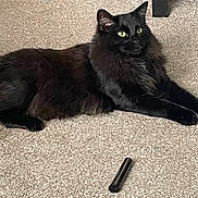 Kodie joined the competition — help win amazing prizes! cat, black_cat, long_hair, fluffy, feline, pet, animal, lying_down, lounging, green_eyes, indoors, carpet, floor, furniture, makeup_tube, relaxed, alert, portrait, black_fur, home