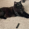 cat, black_cat, long_hair, fluffy, feline, pet, animal, lying_down, lounging, green_eyes, indoors, carpet, floor, furniture, makeup_tube, relaxed, alert, portrait, black_fur, home