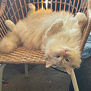 Joey is registered to the contest to win money with this photo: cat, kitten, fluffy, cream_colored, longhaired, blue_eyes, upside_down, belly_up, paws, relaxed, sleeping, playful, wicker_chair, indoor, furniture, carpet, sunlight, portrait, cute, pet