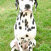 Ulysse participe au concours pour gagner de l'argent avec cette photo : animal, black_spots, canine, dalmatian, dog, ears, eyes, fur, grass, leaf, mammal, nature, nose, outdoor, pet, shrub, sitting, snout, spotted, white