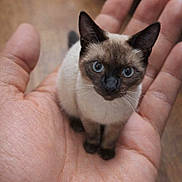 Ozzy joined the competition — help win amazing prizes! cat, kitten, siamese_cat, hand, tiny, blue_eyes, pet, animal, cute, feline, small, close_up, indoor, fur, whiskers, paws, mammal, domestic_animal, portrait, holding