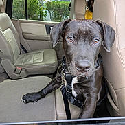 Tama Gasetoto is registered to the contest to win money with this photo: dog, black_dog, car_interior, dog_harness, pet, animal, leash, beige_seat, window, person, seat, vehicle, greenery, parked_car, curious, close_up, indoor, resting, looking, canine