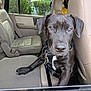 dog, black_dog, car_interior, dog_harness, pet, animal, leash, beige_seat, window, person, seat, vehicle, greenery, parked_car, curious, close_up, indoor, resting, looking, canine