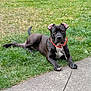 Tama Gasetoto is registered to the contest to win money with this photo: dog, black_dog, collar, leash, grass, sidewalk, outdoor, pet, animal, canine, lying_down, alert, ears_up, white_patch, daylight, nature, pavement, resting, watchful, companion