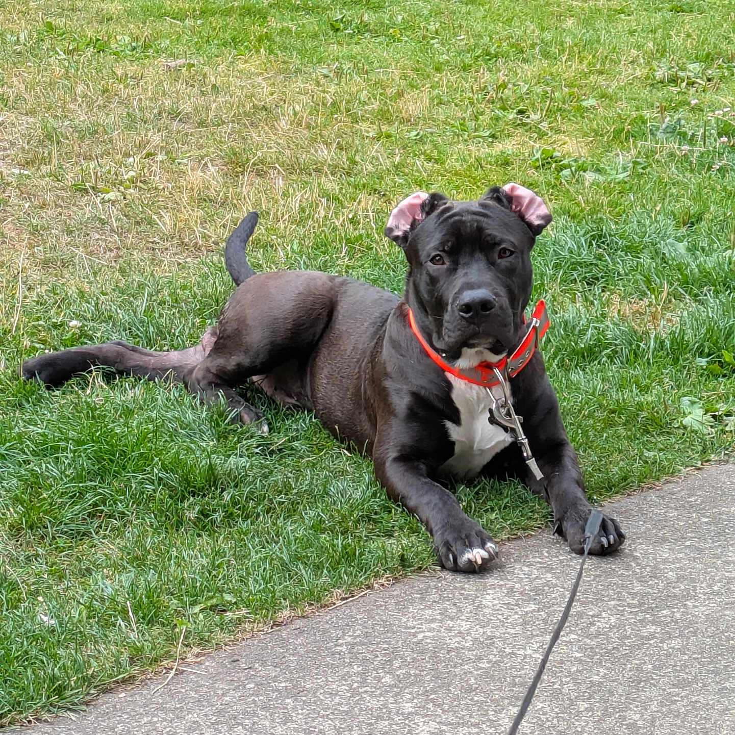 Tama Gasetoto is registered to the contest to win money with this photo: alert, animal, black_dog, canine, collar, companion, daylight, dog, ears_up, grass, leash, lying_down, nature, outdoor, pavement, pet, resting, sidewalk, watchful, white_patch