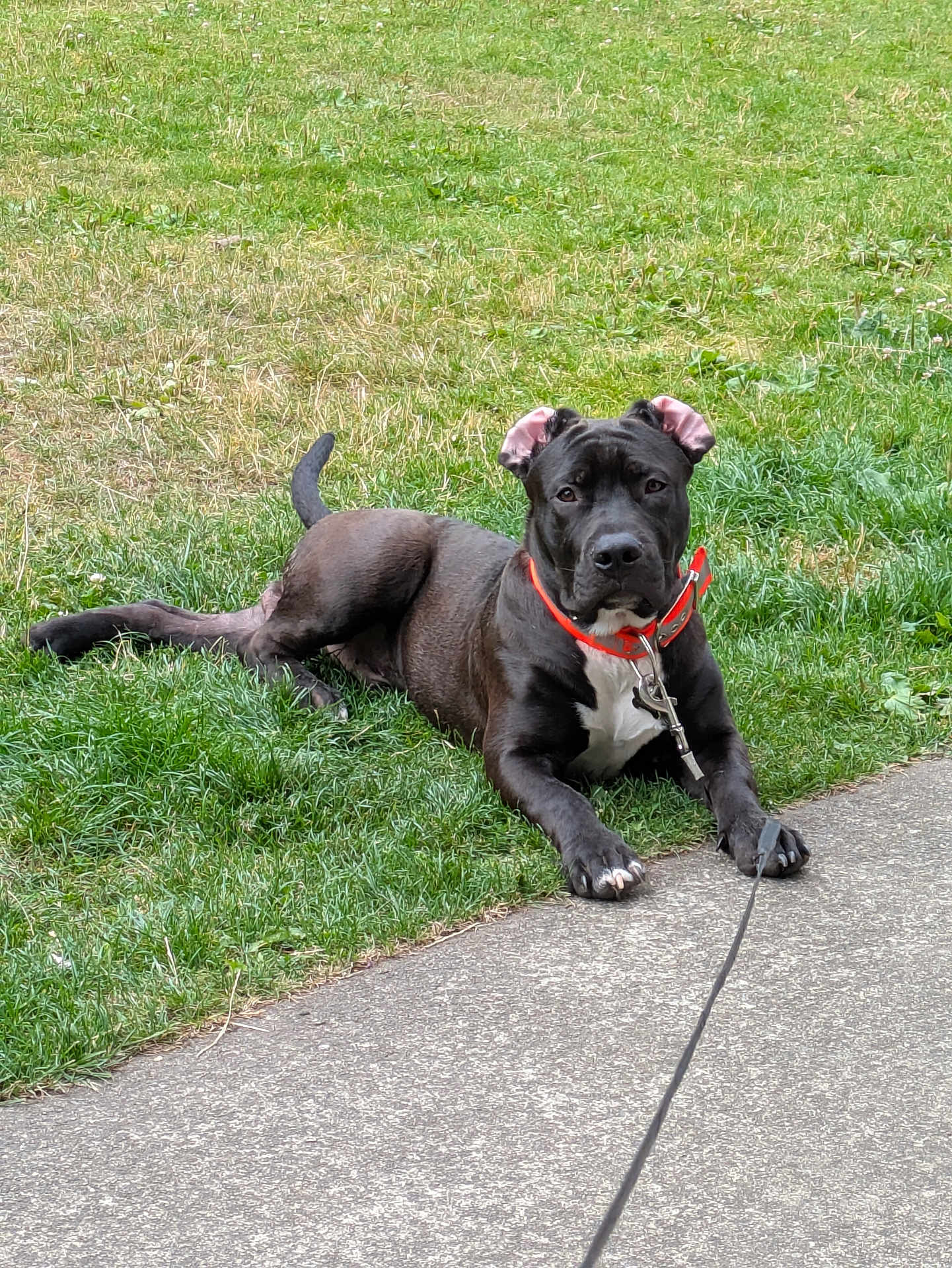 Tama Gasetoto is registered to the contest to win money with this photo: dog, black_dog, collar, leash, grass, sidewalk, outdoor, pet, animal, canine, lying_down, alert, ears_up, white_patch, daylight, nature, pavement, resting, watchful, companion