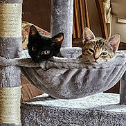 Gemma And Jovee is registered to the contest to win money with this photo: cat, kitten, cat_tree, hammock, black_cat, tabby, pet, indoor, furry, eyes, ears, whiskers, cozy, resting, furniture, scratch_post, plush, portrait, pair, domestic_animal