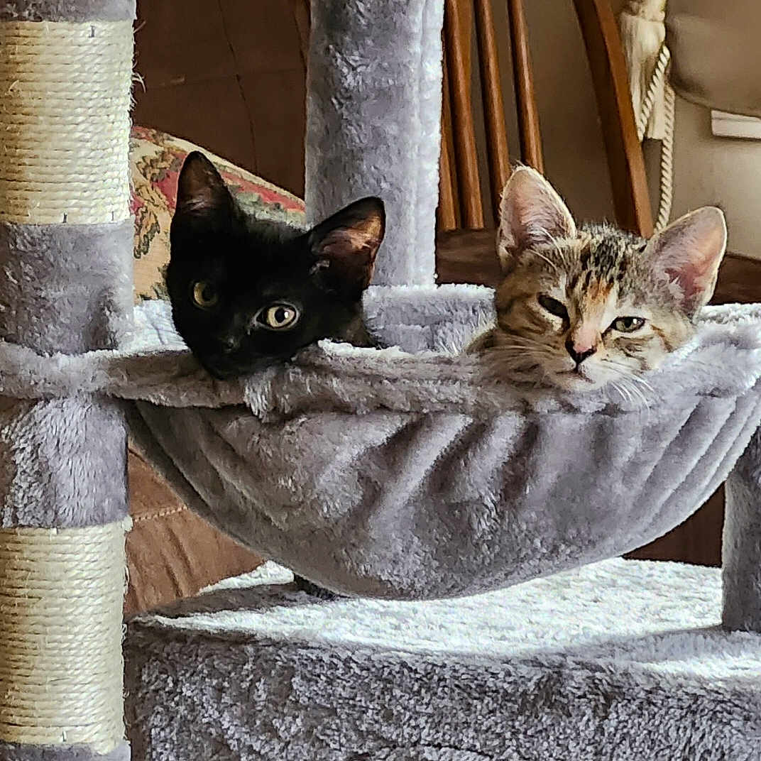 Gemma And Jovee is registered to the contest to win money with this photo: black_cat, cat, cat_tree, cozy, domestic_animal, ears, eyes, furniture, furry, hammock, indoor, kitten, pair, pet, plush, portrait, resting, scratch_post, tabby, whiskers