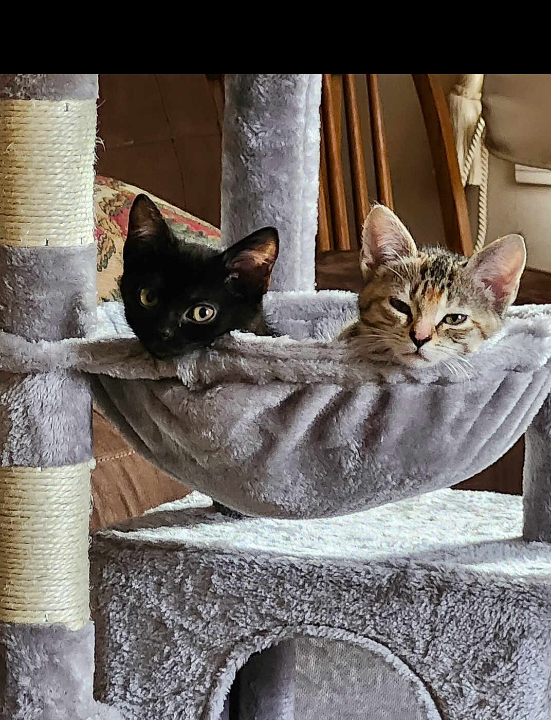 Gemma And Jovee is registered to the contest to win money with this photo: cat, kitten, cat_tree, hammock, black_cat, tabby, pet, indoor, furry, eyes, ears, whiskers, cozy, resting, furniture, scratch_post, plush, portrait, pair, domestic_animal