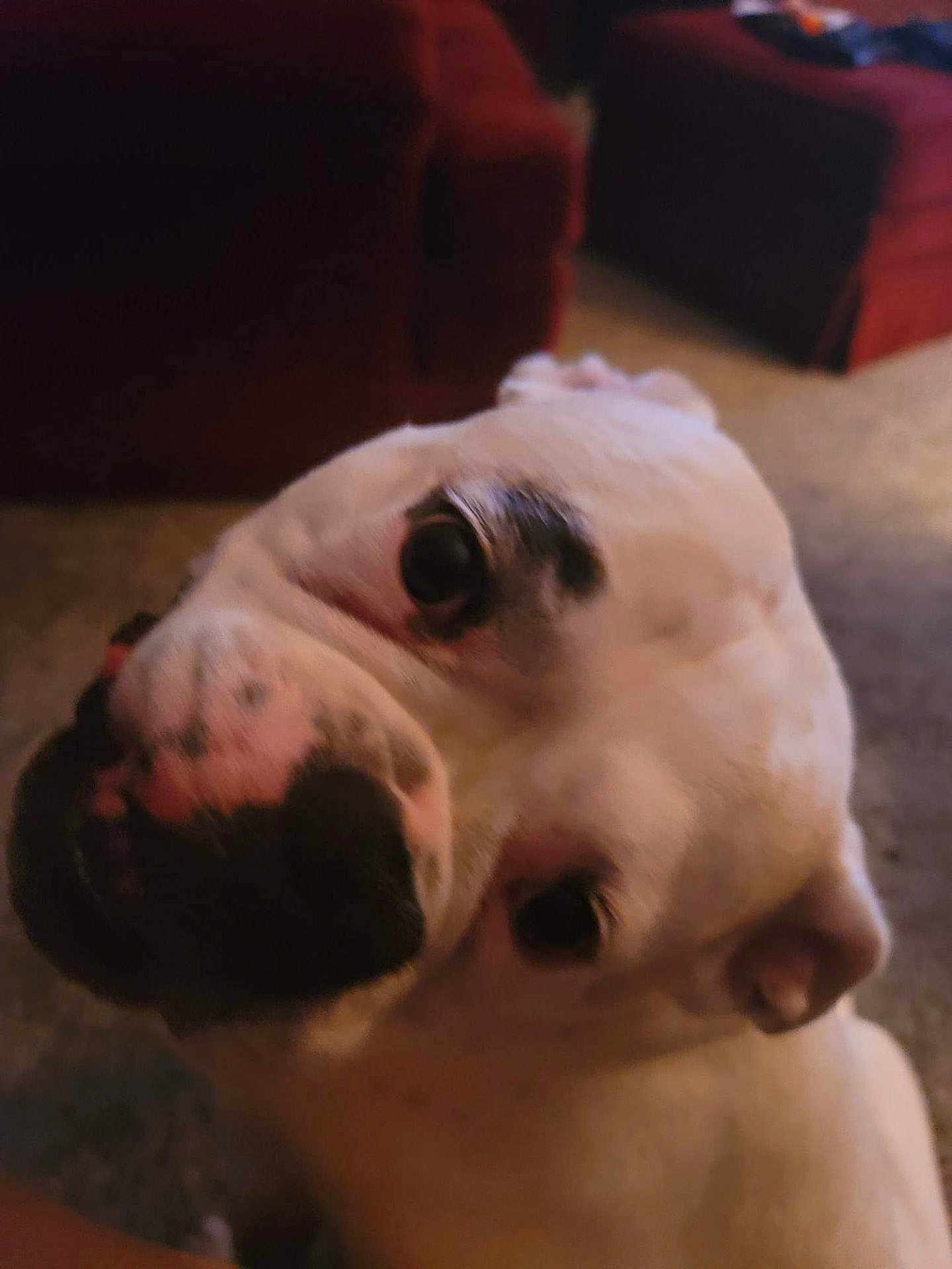 Chloe Jones is registered to the contest to win money with this photo: dog, white_dog, black_spots, close_up, indoor, carpet, furniture, curious, pet, canine, face, portrait, companion, animal, ears, snout, soft_lighting, blurred_background, domestic, cute