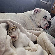Chloe Jones is registered to the contest to win money with this photo: dog, kitten, sleeping, blanket, couch, pet, cozy, nap, white_dog, tabby_kitten, indoor, resting, fur, closeup, companion, cute, animal, relaxation, comfort, home