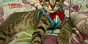 Marley Jackson joined the competition — help win amazing prizes! animal, bed, blanket, bow_tie, cat, closeup, colorful, cute, domestic_cat, feline, harness, indoor, kitten, lying_down, paw, pet, resting, striped, tabby, young