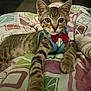 animal, bed, blanket, bow_tie, cat, closeup, colorful, cute, domestic_cat, feline, harness, indoor, kitten, lying_down, paw, pet, resting, striped, tabby, young