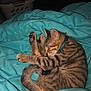Marley Jackson is registered to the contest to win money with this photo: animal, bell, blanket, cat, collar, cozy, curled_up, cute, feline, fur, indoor, kitten, laundry_basket, paw, pet, resting, sleeping, striped, tail, turquoise
