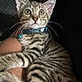 Marley Jackson is registered to the contest to win money with this photo: animal, cat, closeup, collar, curious, cute, dark_background, domestic_animal, fur, indoor, kitten, looking_up, person_arm, pet, resting, stripes, tabby, texture, whiskers, wide_eyes