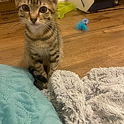 Marley Jackson is registered to the contest to win money with this photo: animal, blanket, cat, cozy, curious, cute, domestic, ears, floor, furniture, indoor, kitten, pet, playful, tabby, tail, toy, whiskers, wooden_floor, young