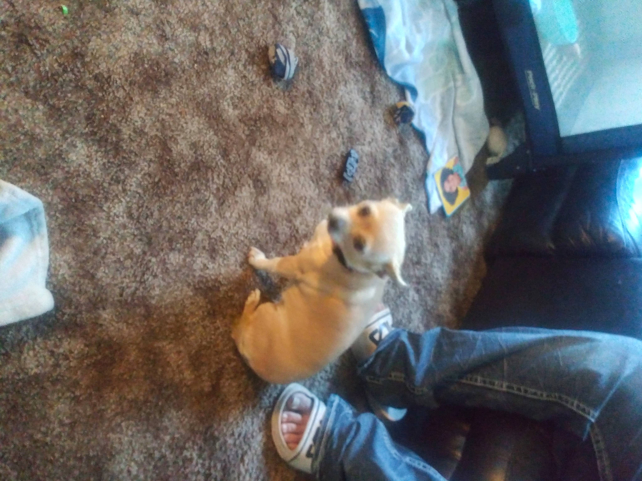 Suesie is registered to the contest to win money with this photo: adventure, canidae, carnivore, comfort, companion_dog, corgi_chihuahua, dog, dog_breed, fawn, fur, non_sporting_group, snout, spitz, sporting_group, tail, whiskers, wood