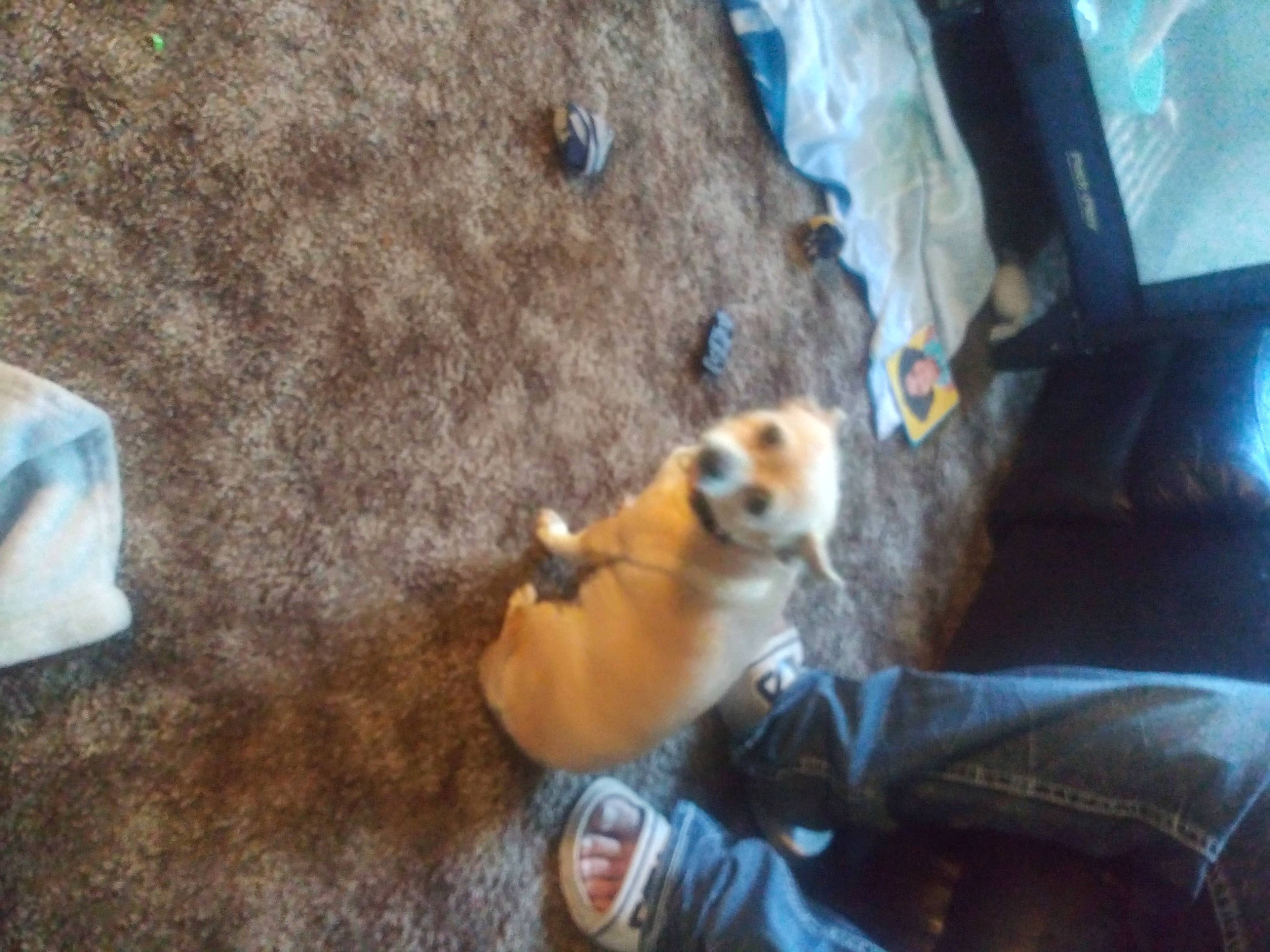 Suesie is registered to the contest to win money with this photo: canidae, carnivore, companion_dog, dog_breed, fawn, fur, organism, red_panda, rock, room, snout, soil, stuffed_toy, tail, terrestrial_animal, toy, tree, whiskers, wildlife, wood