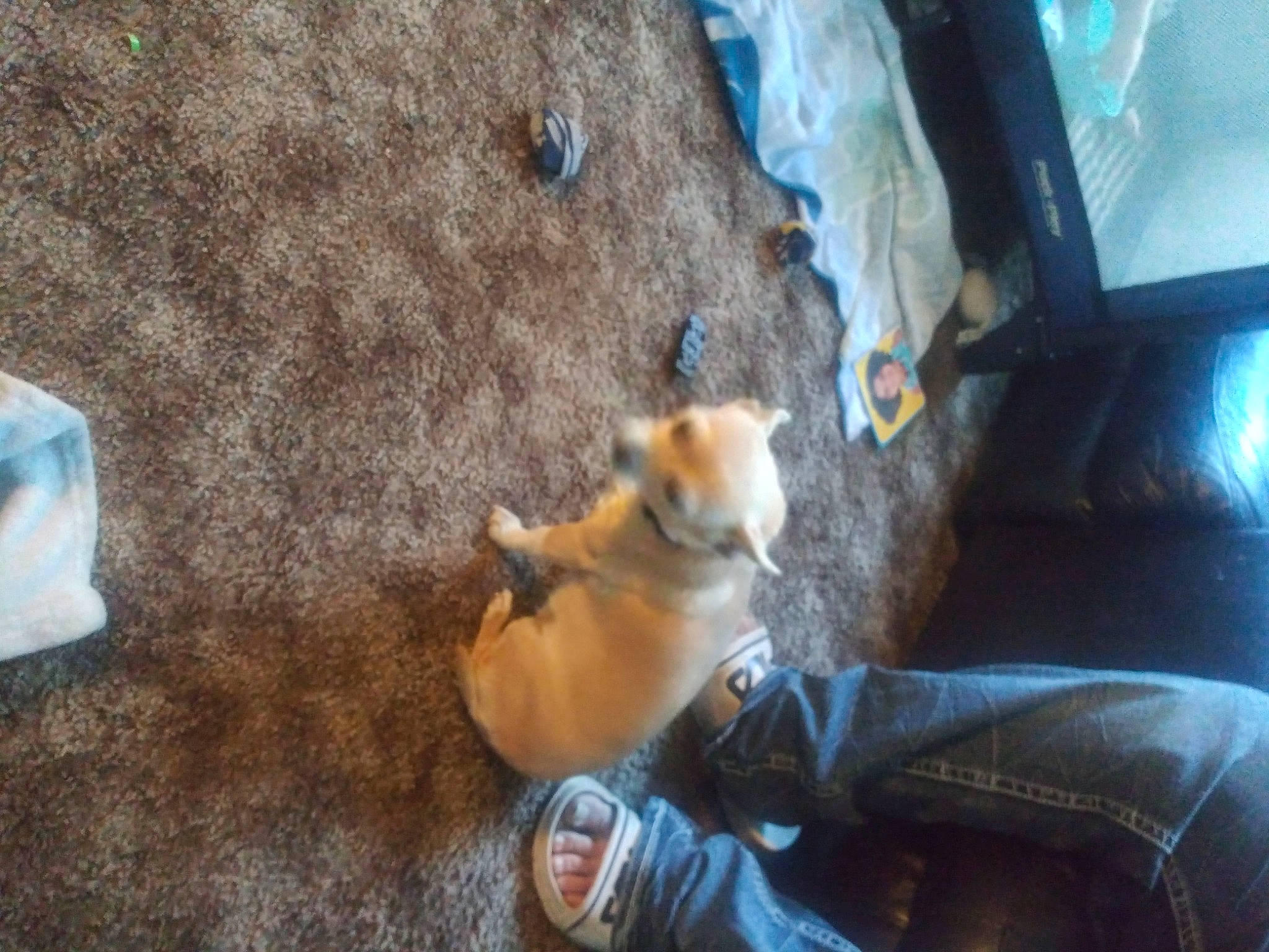 Suesie is registered to the contest to win money with this photo: adventure, canidae, carnivore, comfort, companion_dog, corgi_chihuahua, dog, dog_breed, fawn, fur, human_leg, non_sporting_group, snout, sporting_group, tail, toy, toy_dog, tree, whiskers, working_animal