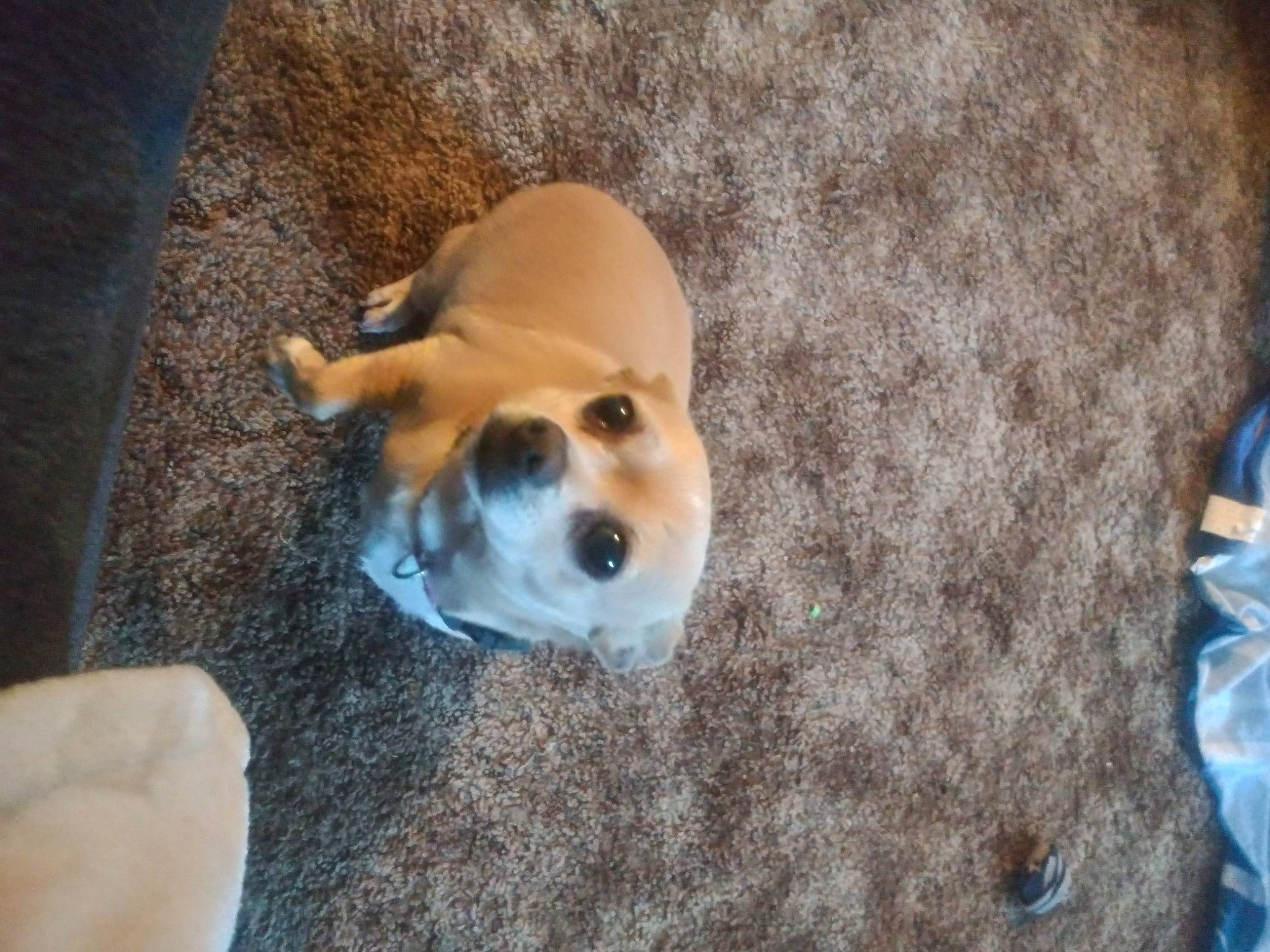 Suesie is registered to the contest to win money with this photo: canidae, carnivore, comfort, companion_dog, dog, dog_breed, dog_supply, fawn, fur, nap, non_sporting_group, paw, pet_supply, snout, sporting_group, tail, terrestrial_animal, toy, whiskers, working_animal