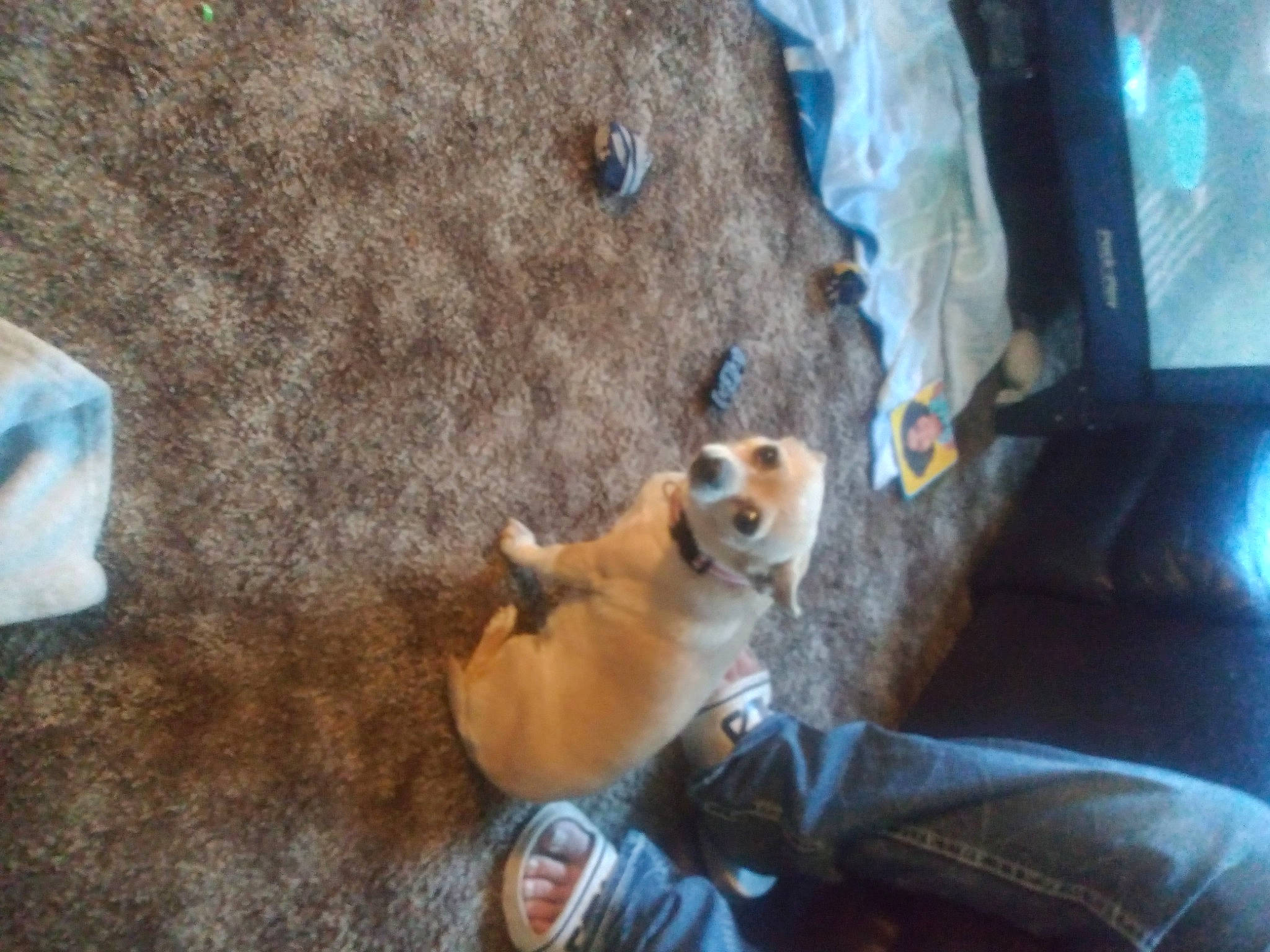 Suesie is registered to the contest to win money with this photo: canidae, carnivore, comfort, companion_dog, dog, dog_breed, fawn, felidae, fur, snout, sporting_group, stuffed_toy, tail, terrestrial_animal, toy, toy_dog, vertebrate, whiskers, wood, working_animal