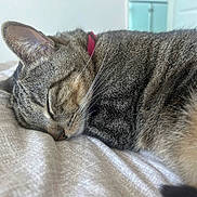 Mini joined the competition — help win amazing prizes! animal, blanket, cat, close_up, collar, cozy, cute, domestic_animal, fur, indoor, nap, peaceful, pet, relaxed, resting, sleeping, soft_texture, striped, tabby, whiskers