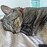 animal, blanket, cat, close_up, collar, cozy, cute, domestic_animal, fur, indoor, nap, peaceful, pet, relaxed, resting, sleeping, soft_texture, striped, tabby, whiskers