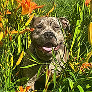 Pasha joined the competition — help win amazing prizes! animal, bright, canine, closeup, dog, flora, flower, garden, grass, greenery, happy, nature, orange_lily, outdoor, pet, plant, smiling, summer, sunlight, tongue_out