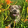 animal, bright, canine, closeup, dog, flora, flower, garden, grass, greenery, happy, nature, orange_lily, outdoor, pet, plant, smiling, summer, sunlight, tongue_out