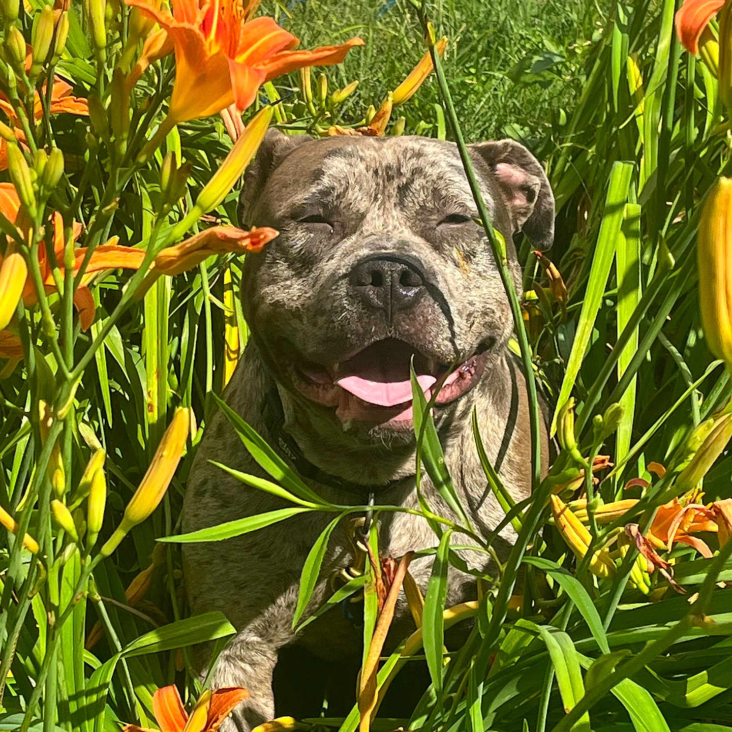 Pasha