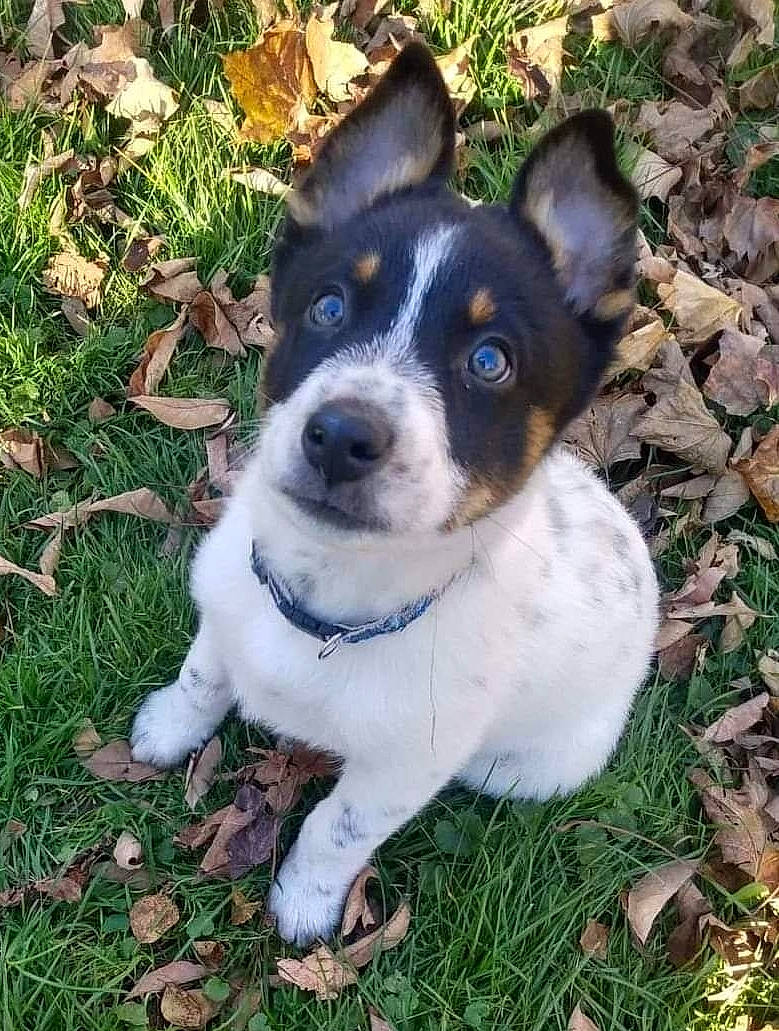 Bowie joined the competition — help win amazing prizes! art, carnivore, companion_dog, dog, dog_breed, electric_blue, grass, groundcover, non_sporting_group, plant, snout, sporting_group, terrestrial_animal, terrier, whiskers, working_animal