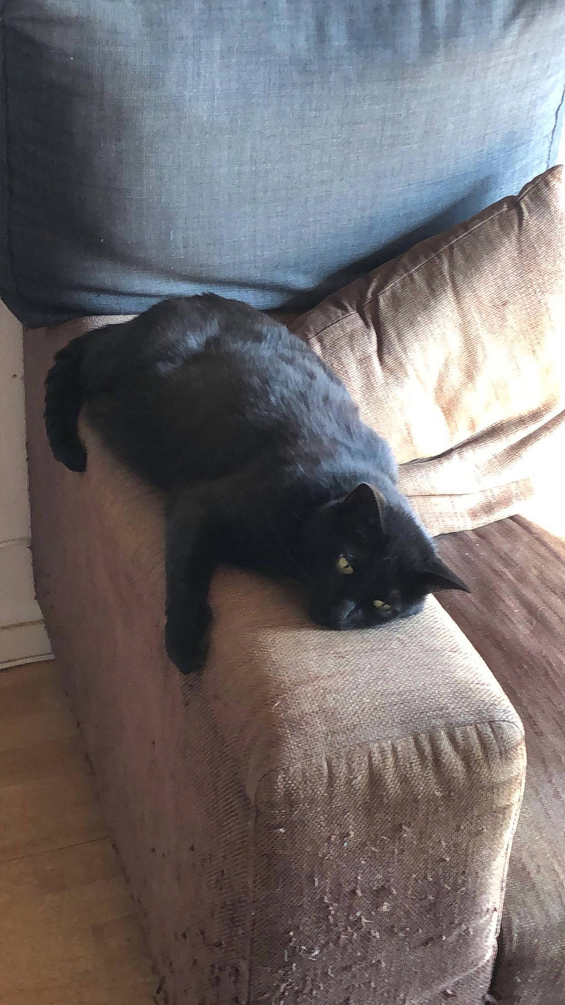 Le Chat participe au concours pour gagner de l'argent avec cette photo : black_cat, bombay, carnivore, cat, comfort, domestic_short_haired_cat, felidae, flooring, fur, grey, hardwood, human_leg, linens, paw, room, small_to_medium_sized_cats, tail, terrestrial_animal, whiskers, wood