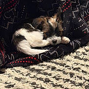 Levi is registered to the contest to win money with this photo: puppy, dog, small_dog, fur, blanket, carpet, indoor, resting, cute, animal, pet, cozy, sleepy, patterned_blanket, textile, laying_down, brown, white, black, fur_texture