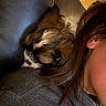Levi is registered to the contest to win money with this photo: dog, puppy, sleeping, shoulder, person, ear, hair, couch, leather, indoor, cozy, brown, white, fur, closeup, resting, pet, companion, relaxation, warm