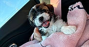 Levi joined the competition — help win amazing prizes! puppy, dog, blanket, car, window, sunlight, happy, tongue_out, fur, pet, snuggle, cute, small, hand, seatbelt, interior, soft, cozy, animal, companion