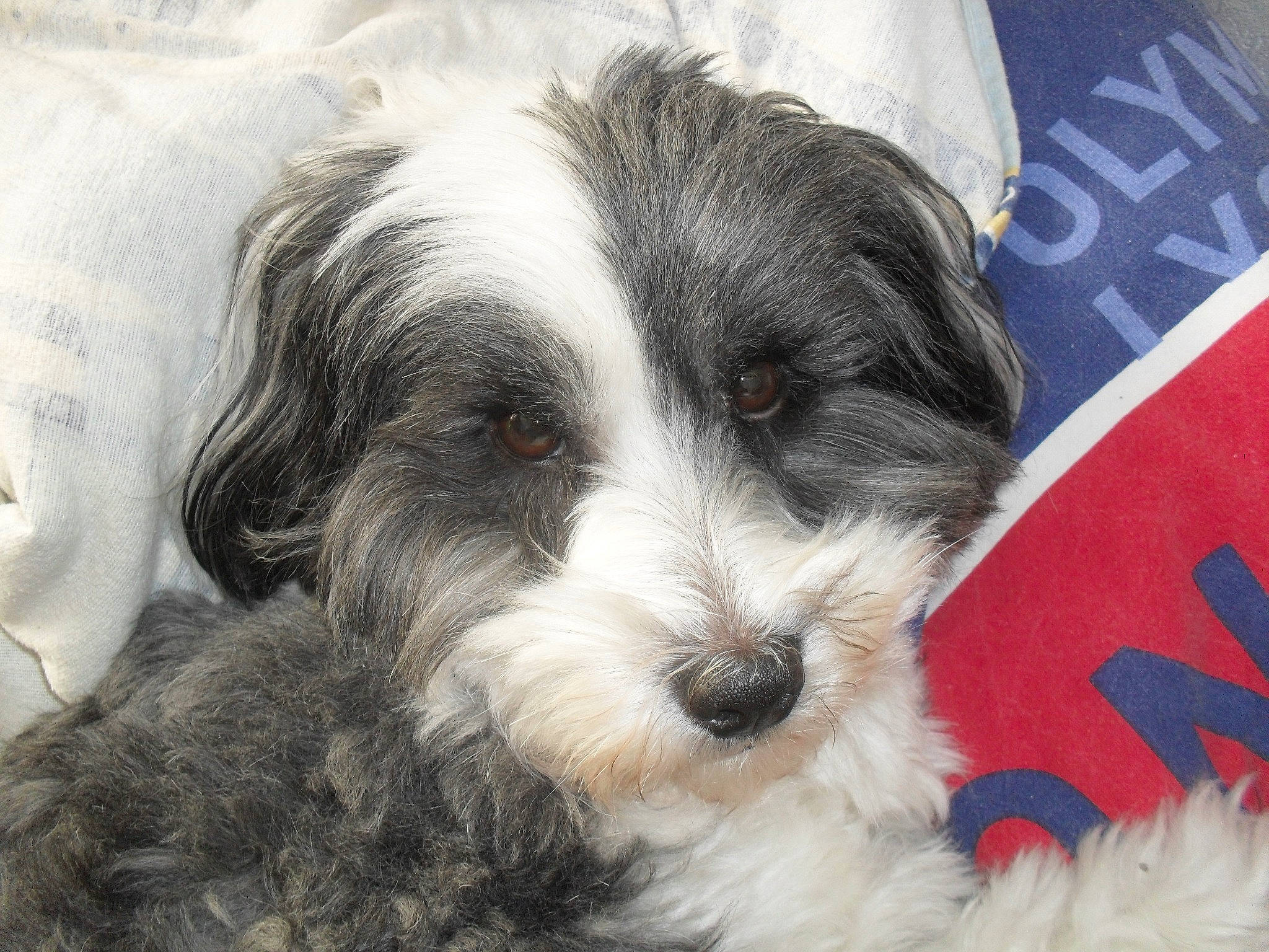 Bouba participe au concours pour gagner de l'argent avec cette photo : bearded_collie, biewer_terrier, canidae, carnivore, cavapoo, companion_dog, dog, dog_breed, havanese, kyi_leo, lowchen, mammal, morkie, petit_basset_griffon_vendeen, puppy, schnoodle, snout, sporting_lucas_terrier, tibetan_terrier, vertebrate