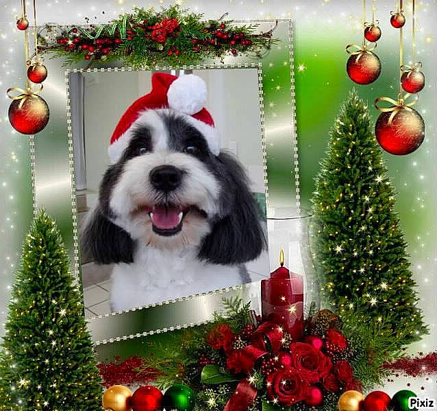 Bouba a rejoint le concours — aidez-le/la à gagner de superbes lots ! bearded_collie, canidae, carnivore, christmas, christmas_decoration, christmas_eve, christmas_ornament, christmas_tree, conifer, dog, dog_breed, fir, holiday, lhasa_apso, ornament, plant, rare_breed_dog, shih_tzu, spruce, tree