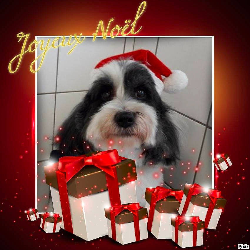 Bouba participe au concours pour gagner de l'argent avec cette photo : canidae, carnivore, christmas, companion_dog, dog, dog_breed, havanese, kyi_leo, lowchen, mammal, miniature_schnauzer, non_sporting_group, petit_basset_griffon_vendeen, rare_breed_dog, schnauzer, shih_tzu, sporting_group, tibetan_terrier, toy_dog, vertebrate
