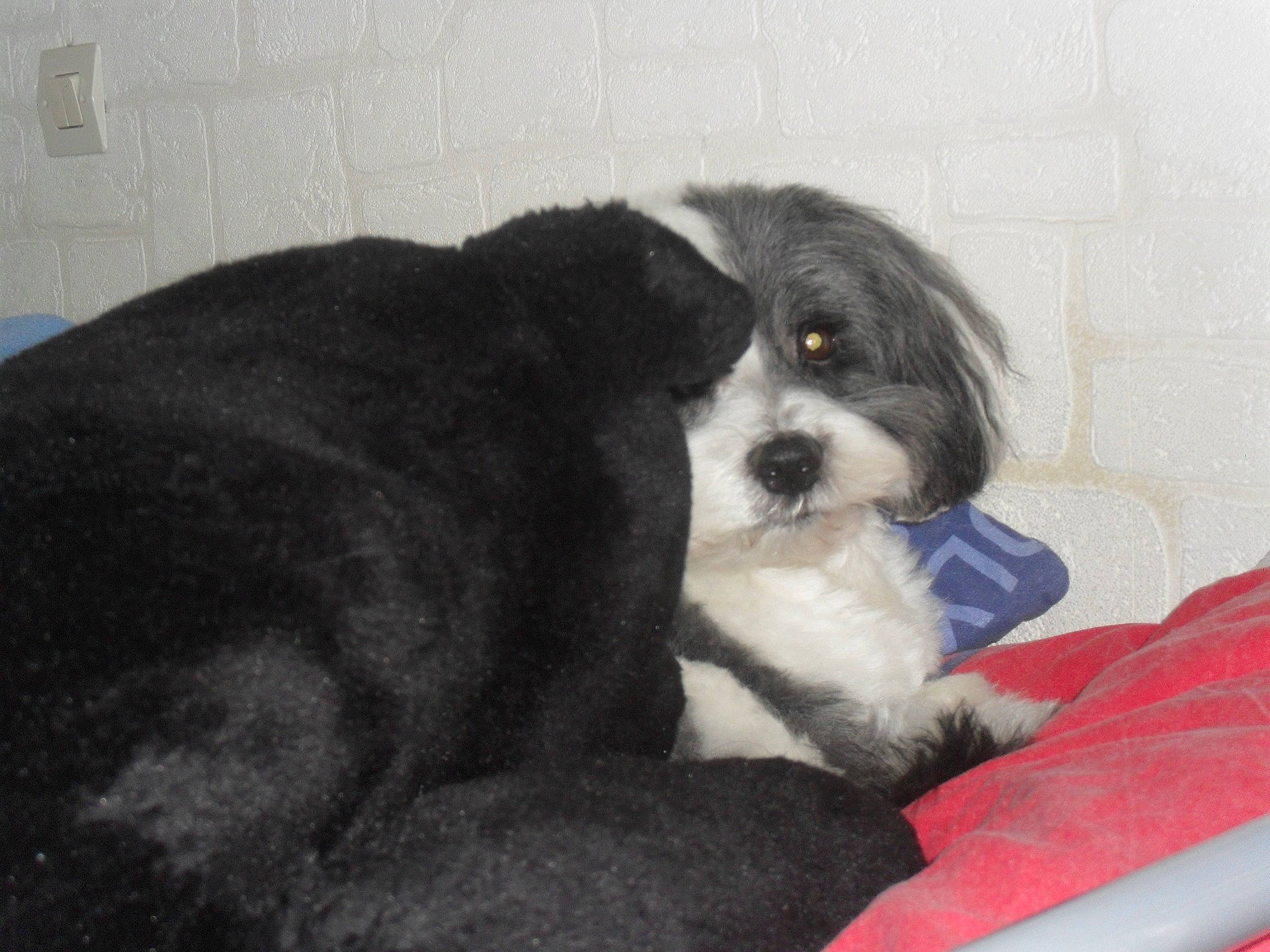 Bouba participe au concours pour gagner de l'argent avec cette photo : canidae, carnivore, cavachon, cavapoo, cockapoo, companion_dog, dog, dog_breed, havanese, kyi_leo, lhasa_apso, lowchen, mammal, puppy, rare_breed_dog, schnoodle, snout, sporting_group, tibetan_terrier, vertebrate