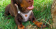 Baby Shaily participe au concours pour gagner de l'argent avec cette photo : dog, puppy, dachshund, grass, outdoor, pet, animal, brown, cute, happy, nature, tree, canine, young, playful, closeup, summer, daylight, muzzle, ears