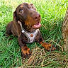 dog, puppy, dachshund, grass, outdoor, pet, animal, brown, cute, happy, nature, tree, canine, young, playful, closeup, summer, daylight, muzzle, ears