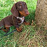 dog, puppy, dachshund, grass, tree, outdoor, pet, animal, nature, brown, harness, cute, small_dog, sitting, fur, leash, eyes, snout, ears, ground