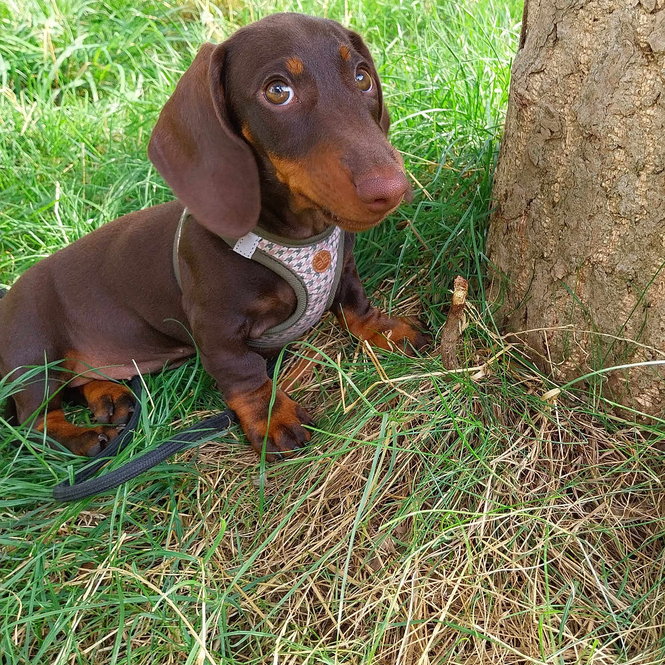 Baby Shaily participe au concours pour gagner de l'argent avec cette photo : dog, puppy, dachshund, grass, tree, outdoor, pet, animal, nature, brown, harness, cute, small_dog, sitting, fur, leash, eyes, snout, ears, ground