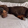 Baby Shaily a rejoint le concours — aidez-le/la à gagner de superbes lots ! dog, dachshund, sleeping, pet, brown, pillow, resting, cute, animal, domestic_animal, fur, canine, cozy, indoors, relax, snout, ears, paw, bed, calm