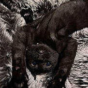 Saga Odysseus joined the competition — help win amazing prizes! cat, black_cat, kitten, upside_down, paws, fur, fluffy_blanket, cozy, cute, pet, animal, indoor, resting, curious, playful, close_up, whiskers, soft_texture, relaxed, eyes