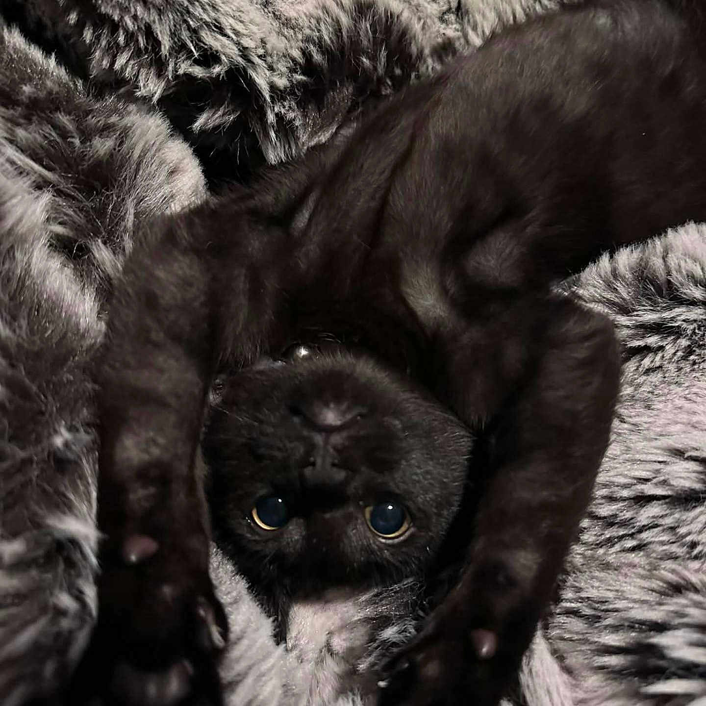 Saga Odysseus joined the competition — help win amazing prizes! cat, black_cat, kitten, upside_down, paws, fur, fluffy_blanket, cozy, cute, pet, animal, indoor, resting, curious, playful, close_up, whiskers, soft_texture, relaxed, eyes