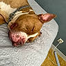 bed, blanket, brown, canine, chain, close_up, collar, dog, fan_stand, floor, home, indoor, pet, power_outlet, quiet, relaxed, resting, sleeping, wall, white